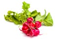 Bunch of fresh red radishes with green tops
