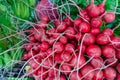 Bunch of fresh red radishes in market. Royalty Free Stock Photo