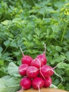 A bunch of fresh red ripe radish raphanus, collected on an ecologically clean bed. Close-up of a spring vegetable against the Royalty Free Stock Photo