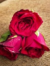 Bunch of Fresh Red Roses with green petles placed inside the home in Delhi India, Red Roses the symbol of Love