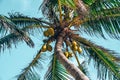 Bunch of fresh ripe coconuts growing on palm tree against blue cloudy sky Royalty Free Stock Photo