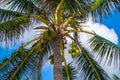 Bunch of fresh ripe coconuts growing on palm tree against blue cloudy sky Royalty Free Stock Photo