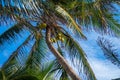 Bunch of fresh ripe coconuts growing on palm tree against blue cloudy sky Royalty Free Stock Photo