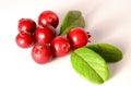 Bunch of fresh ripe cranberries or cowberries on white Royalty Free Stock Photo