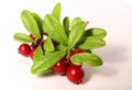 Bunch of fresh ripe cranberries or cowberries on white Royalty Free Stock Photo
