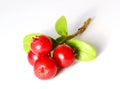 Bunch of fresh ripe cranberries or cowberries on white Royalty Free Stock Photo