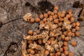 A bunch of fresh ripe hazelnuts on an old stump. Shallow depth of field. Food protein. Peanut Butter Advertising. Background image