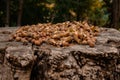 A bunch of fresh ripe hazelnuts on an old stump. Shallow depth of field. Food protein. Peanut Butter Advertising. Background image