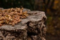 A bunch of fresh ripe hazelnuts on an old stump. Shallow depth of field. Food protein. Peanut Butter Advertising. Background image