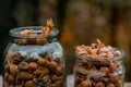 A bunch of fresh ripe hazelnuts on an old stump. Shallow depth of field. Food protein. Peanut Butter Advertising. Background image