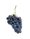 Bunch of fresh ripe juicy black grapes on white Royalty Free Stock Photo
