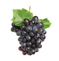 Bunch of fresh ripe juicy dark blue grapes with leaves isolated on white Royalty Free Stock Photo