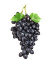 Bunch of fresh ripe juicy dark blue grapes with leaves isolated on white Royalty Free Stock Photo