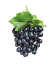 Bunch of fresh ripe juicy dark blue grapes with leaves isolated on white Royalty Free Stock Photo