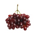 Bunch of fresh ripe juicy red grapes isolated on white Royalty Free Stock Photo