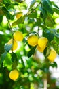 Bunch of fresh ripe lemons on a lemon tree branch Royalty Free Stock Photo