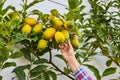 Bunch of fresh ripe lemons on a lemon tree branch in sunny garden Royalty Free Stock Photo