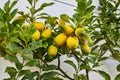 Bunch of fresh ripe lemons on a lemon tree branch in sunny garden Royalty Free Stock Photo