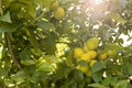 Bunch of fresh ripe lemons on a lemon tree branch in sunny garden Royalty Free Stock Photo