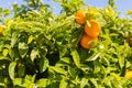 A bunch of fresh ripe mandarins on a lemon tree branch in a sunny garden Royalty Free Stock Photo
