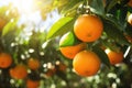 Bunch of fresh ripe oranges hanging on a tree in orange garden. Details of Spain