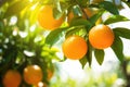 Bunch of fresh ripe oranges hanging on a tree in orange garden. Details of Spain