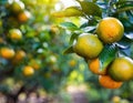 A bunch of fresh oranges hanging on a tree in an orange grove. Generated with AI