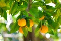 Bunch of fresh ripe oranges on a orange tree branch Royalty Free Stock Photo