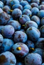 Bunch of fresh ripe plums Royalty Free Stock Photo