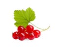 Bunch of fresh ripe red currant berries and green leaf isolated on white Royalty Free Stock Photo