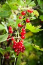 Bunch of fresh ripe red currant berry Royalty Free Stock Photo