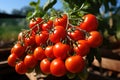 A bunch of fresh and ripe tomatoes. Generative AI