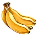Bunch of fresh ripe yellow bananas isolated, watercolor illustration on white