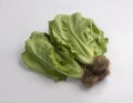 Bunch of fresh romaine lettuce with root isolated