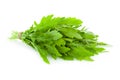 Bunch of fresh Ruccola leaves / rocket salad / isolated on w Royalty Free Stock Photo