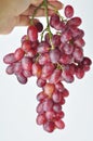 bunch of fresh seedless red grapes isolated on white background Royalty Free Stock Photo