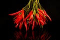 Bunch of fresh small red pepper isolated on black background Royalty Free Stock Photo