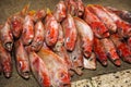 Bunch of fresh snapper on the market