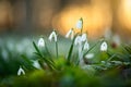 Bunch of fresh snowdrop flowers