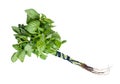 Bunch of fresh sweet basil herb isolated Royalty Free Stock Photo