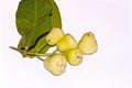 A bunch of fresh and sweet Indian white Syzygium samarangense or java apple or wax apple fruit on white isolated background