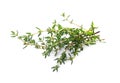 Bunch of fresh thyme isolated on white Royalty Free Stock Photo