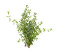 Bunch of fresh thyme isolated on white Royalty Free Stock Photo