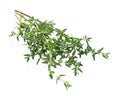 Bunch of fresh thyme isolated on white Royalty Free Stock Photo