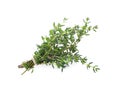 Bunch of fresh thyme isolated on white Royalty Free Stock Photo