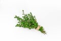 A bunch of fresh thyme on a white background. Royalty Free Stock Photo