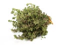 Bunch of fresh Thyme on white Background - Isolated Royalty Free Stock Photo