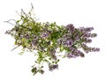 Bunch of fresh thyme on white background Royalty Free Stock Photo