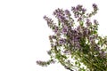Bunch of fresh thyme on white background Royalty Free Stock Photo