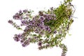 Bunch of fresh thyme on white background Royalty Free Stock Photo